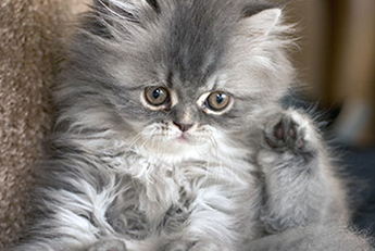 Fluffy Cat in Galena, OH