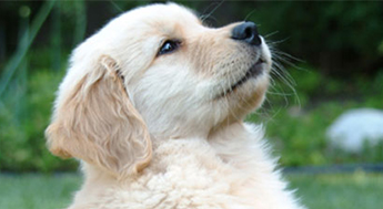 Puppy in Galena, OH Puppy in Galena, OH