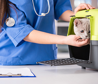 Veterinarian and Cat in Galena, OH